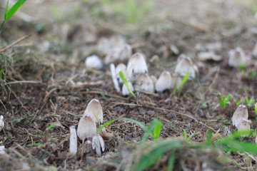 Group of Wild Mushrooms Growing on the Ground