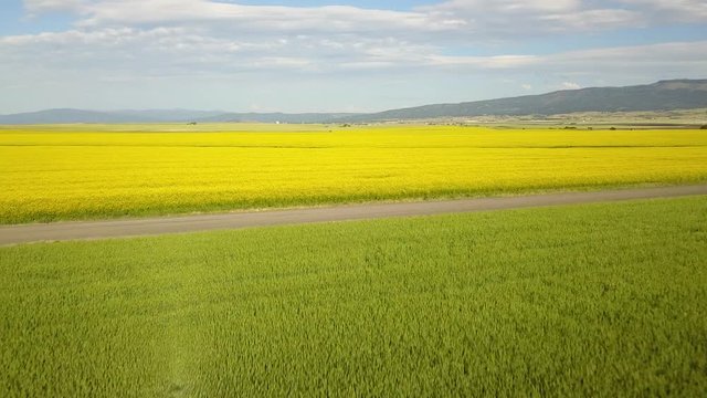 Idaho Camas Prairie Yellow Green Conola 