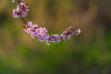 Tree flowers in the springtime