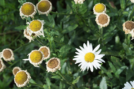 group of wilted daisies in autumn