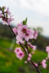 Beautiful spring flowers