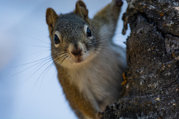 Squirrel in a Tree 