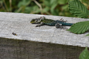 lagartija mudando piel