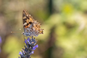 Farfalla su fiore di lavanda