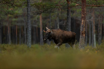 Moose bull (Alces alces) at the bog