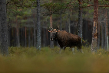 Moose bull (Alces alces) at the bog
