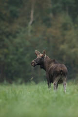 Young moose bull (Alces alces)