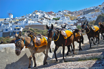 Donkeys The Streets Oia Santorini