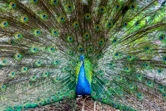 A close portrait of a blue peacock on the background of colorful feather 