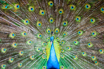 Obraz premium Zamknij portret niebieski paw na tle kolorowe piórko