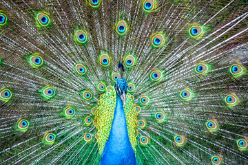 Obraz premium Zamknij portret niebieski paw na tle kolorowe piórko