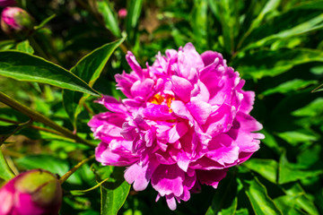 Flowers in the garden