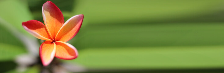 Banner size,plumeria flowers with natural blurred background, brightly colored leaves