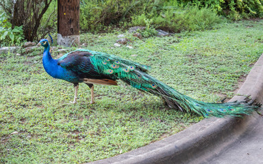 Obraz premium A male blue peacock is enjoying sunny day alone