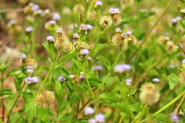 The beauty of brown and yellow grass flowers