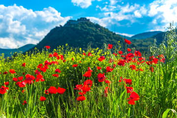 Poppies flowers field near old Deva citadel