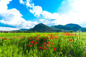 Poppies flowers field near old Deva citadel