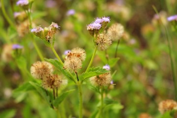 The beauty of brown and yellow grass flowers
