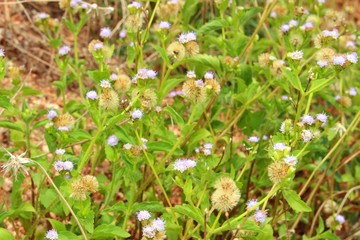 The beauty of brown and yellow grass flowers