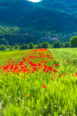 Poppies flowers field