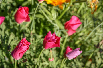 Five bright pink flower buds on a green background. Gentle soft background. Selective focus