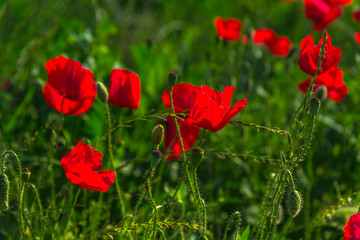 Poppies flowers field