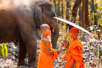 Novices or monks spread a red umbrella and elephants. Two novice Thai standing and big elephant with forest background. , Tha Tum District, Surin, Thailand.