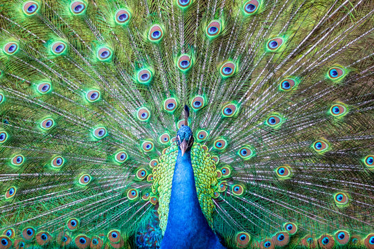 A close portrait of a blue peacock on the background of colorful feather 