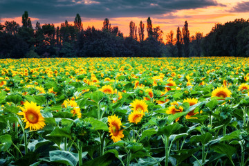 Sunflower field during sunset, Slovakia