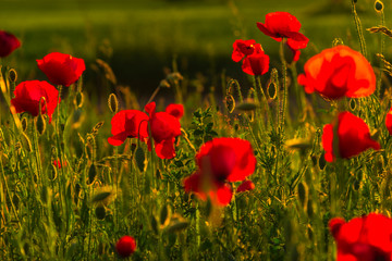 Obraz premium Pole kwiatów maku