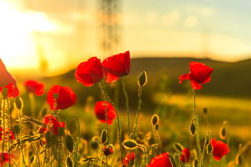 Poppies flowers field