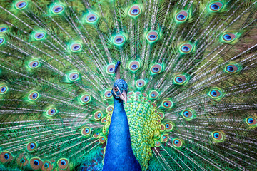 Fototapeta premium A close portrait of a blue peacock on the background of colorful feather 