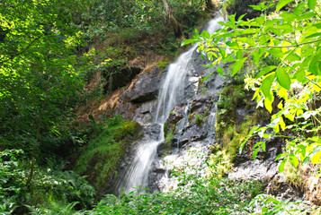 Fototapeta premium waterfall in the forest