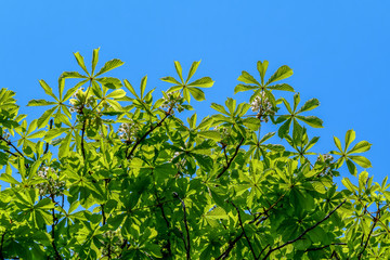 Blooming white chestnut flowers in tree brunches and green leaves towards clear blue sky, view from below