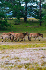 Naklejka na ściany i meble Group of horses moving on the pink grass pasture