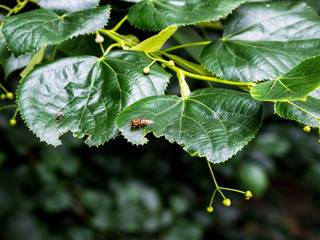 OLYMPUS DIGITAL CAMERA - THE PARK