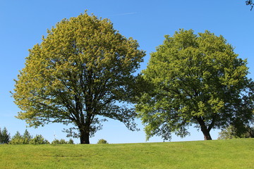 Fototapeta na wymiar Zwei Bäume
