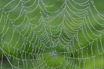 Dew drops on a web