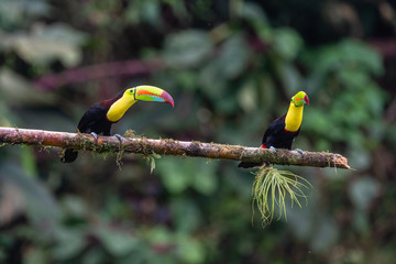 Keel-billed Toucan - Ramphastos sulfuratus, large colorful toucan from Costa Rica forest with very colored beak.