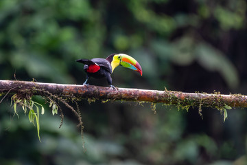 Keel-billed Toucan - Ramphastos sulfuratus, large colorful toucan from Costa Rica forest with very colored beak.