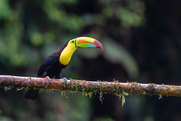 Keel-billed Toucan - Ramphastos sulfuratus, large colorful toucan from Costa Rica forest with very colored beak.