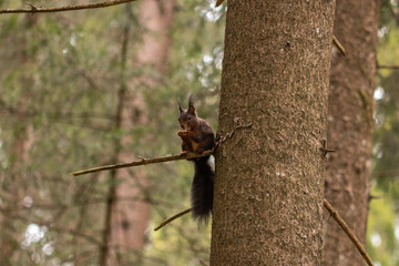 Eichhörnchen auf einem Baum