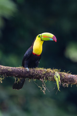 Keel-billed Toucan - Ramphastos sulfuratus, large colorful toucan from Costa Rica forest with very colored beak.