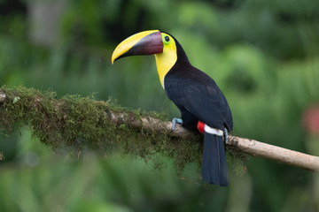 Keel-billed Toucan - Ramphastos sulfuratus, large colorful toucan from Costa Rica forest with very colored beak.