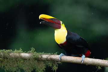 Keel-billed Toucan - Ramphastos sulfuratus, large colorful toucan from Costa Rica forest with very colored beak.