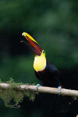 Keel-billed Toucan - Ramphastos sulfuratus, large colorful toucan from Costa Rica forest with very colored beak.