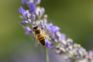 lavender flower and bee