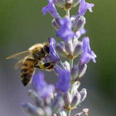 lavender flower and bee