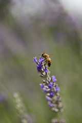 lavender flower and bee