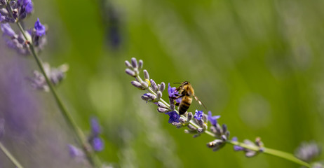 lavender flower and bee